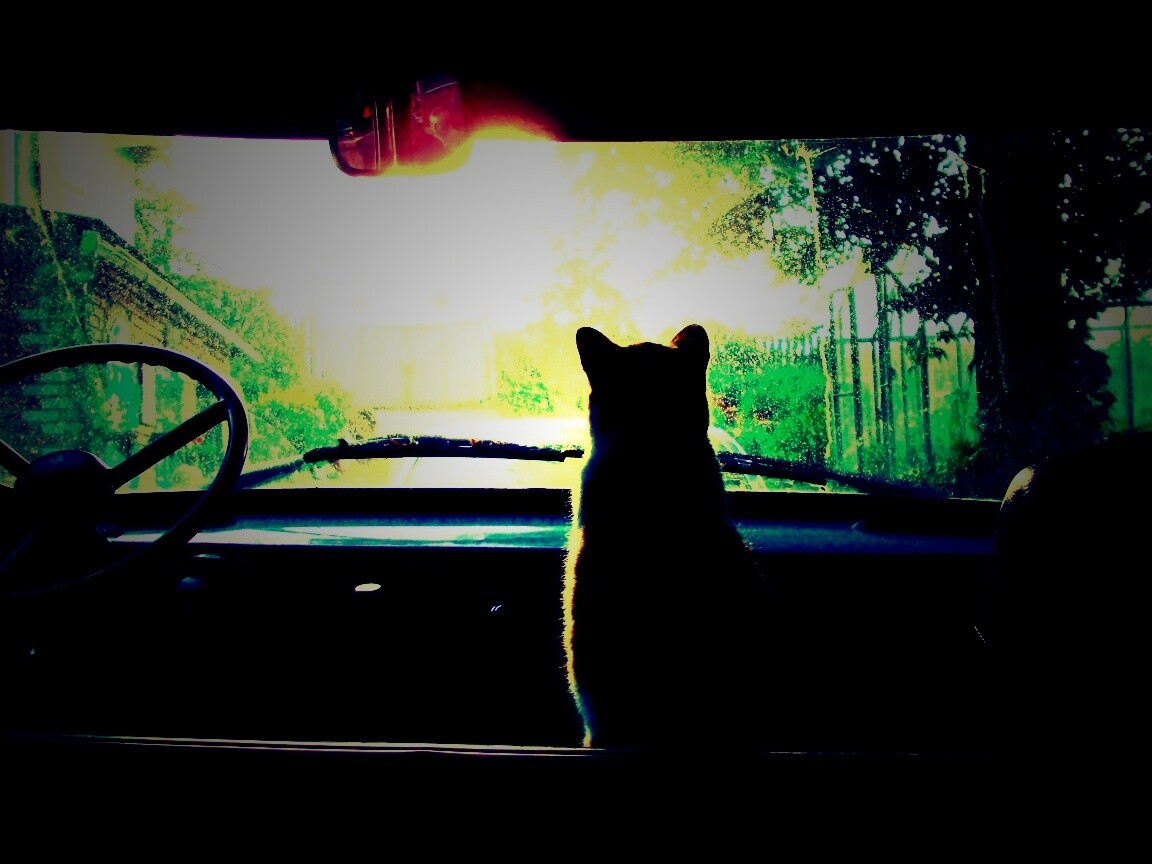 Кот навигатор обои