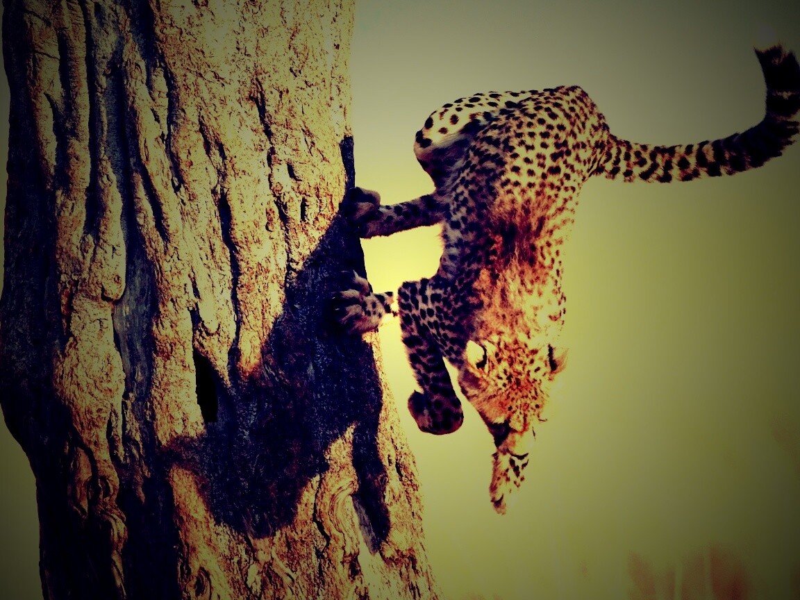 Скалолаз обои