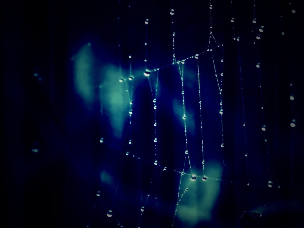 Роса на паутине обои