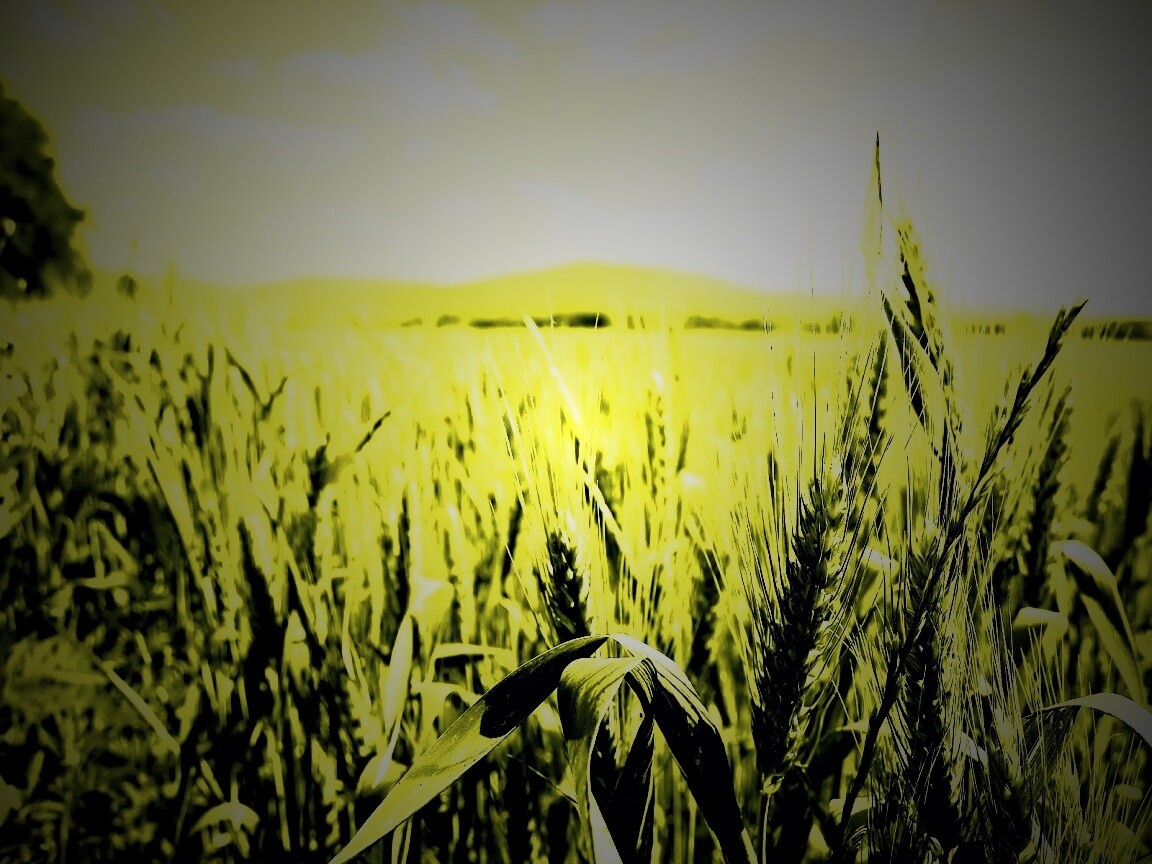 В полях обои