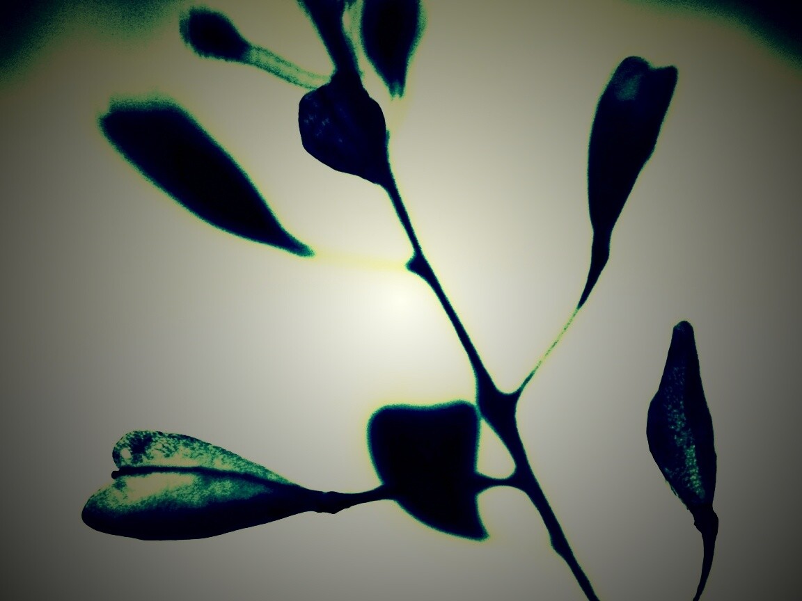 Усыхающие листья обои