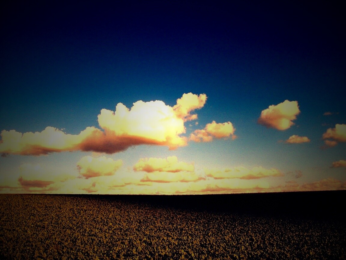 Обака над бескрайними полями обои