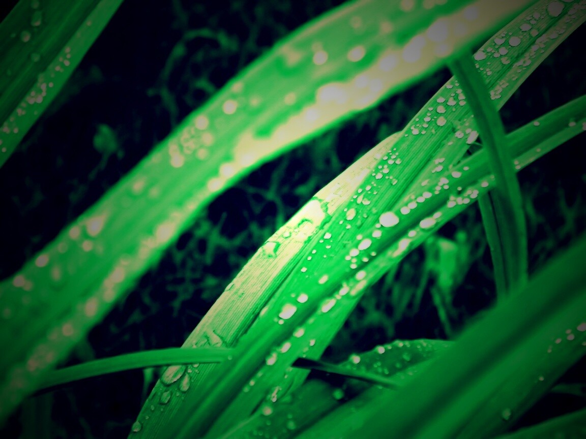 Роса на траве обои