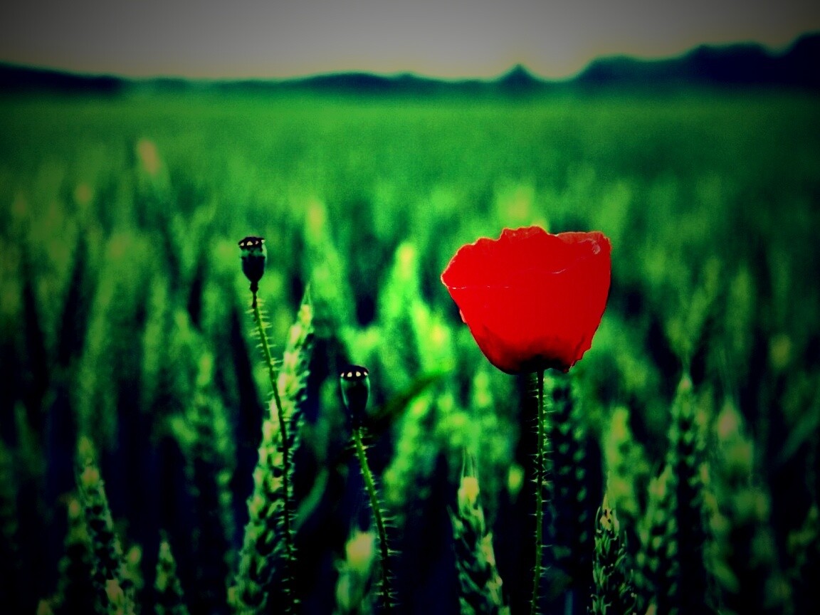 Первый распустившийся мак обои