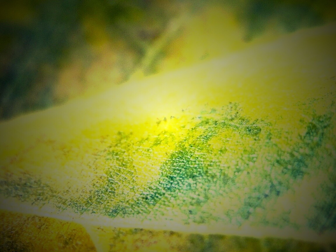 Повехность листа обои