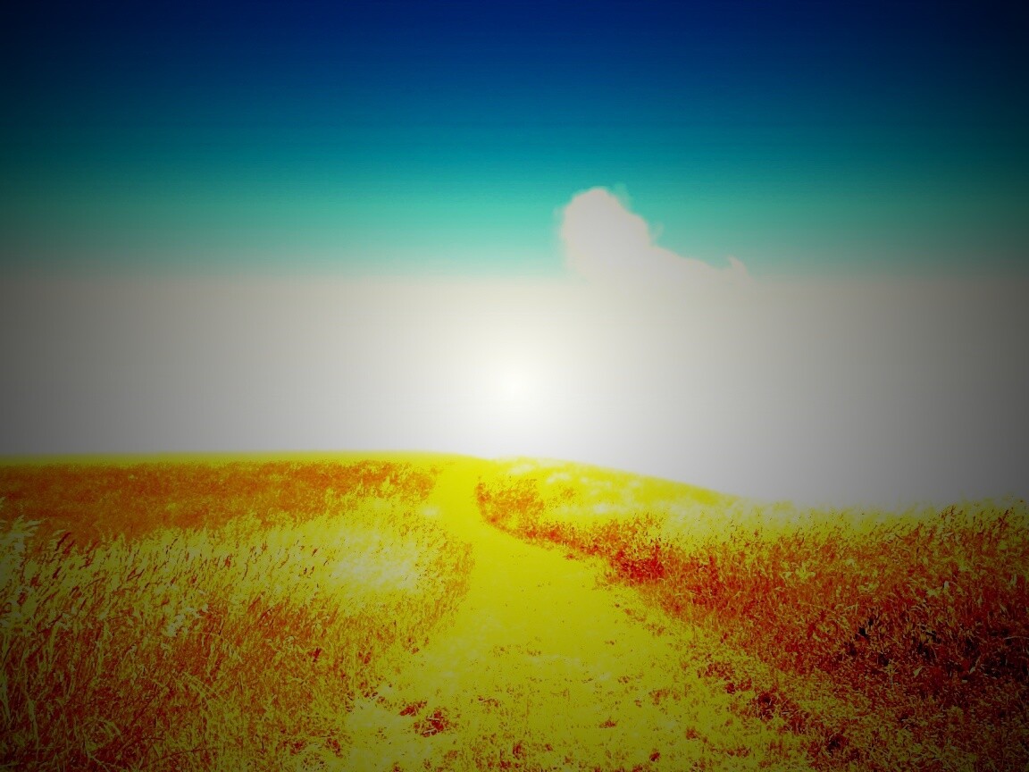 Золоте поле обои