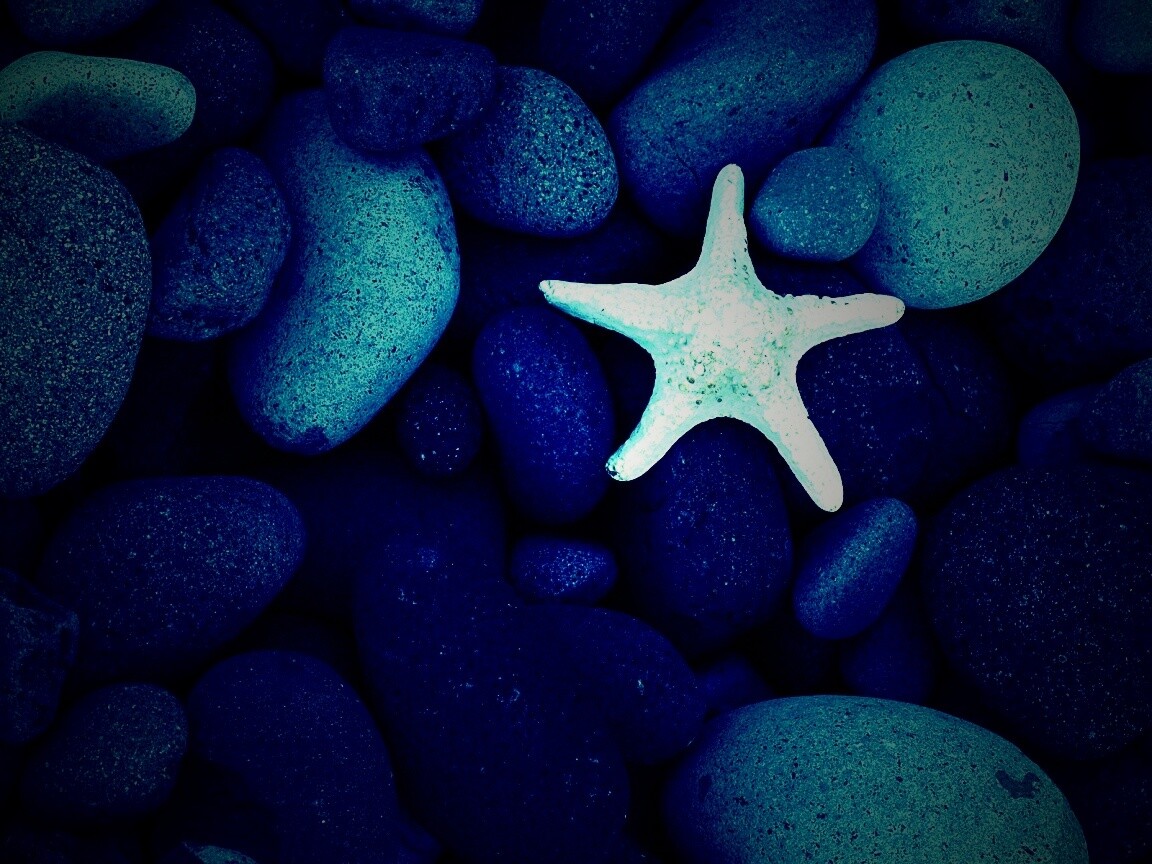 Звезда на морской гальке обои