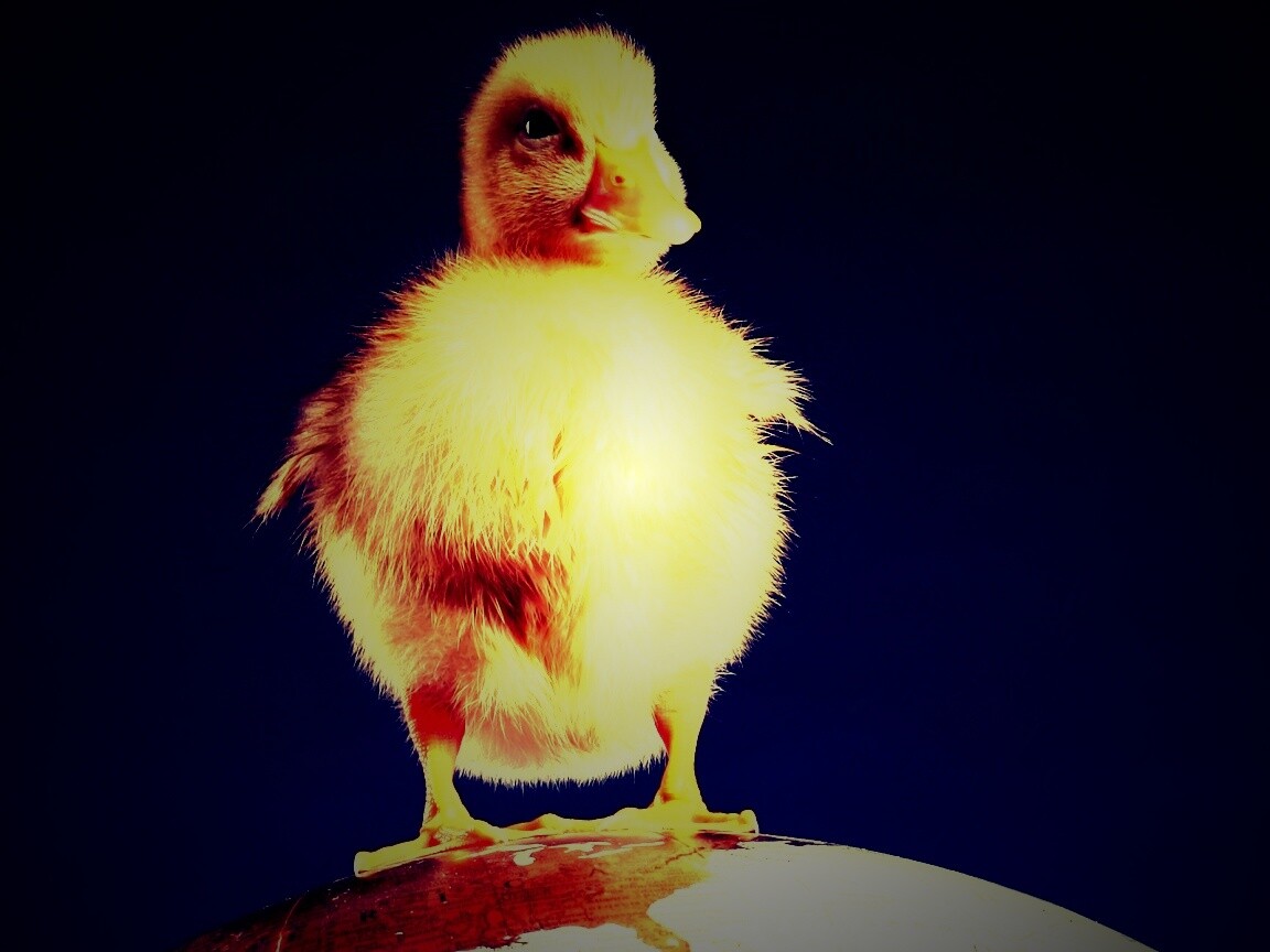 Утёнок на глобусе обои