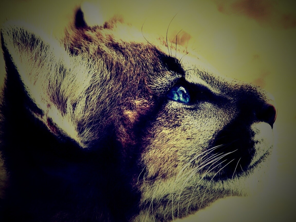Оцелот смотрит вдаль обои