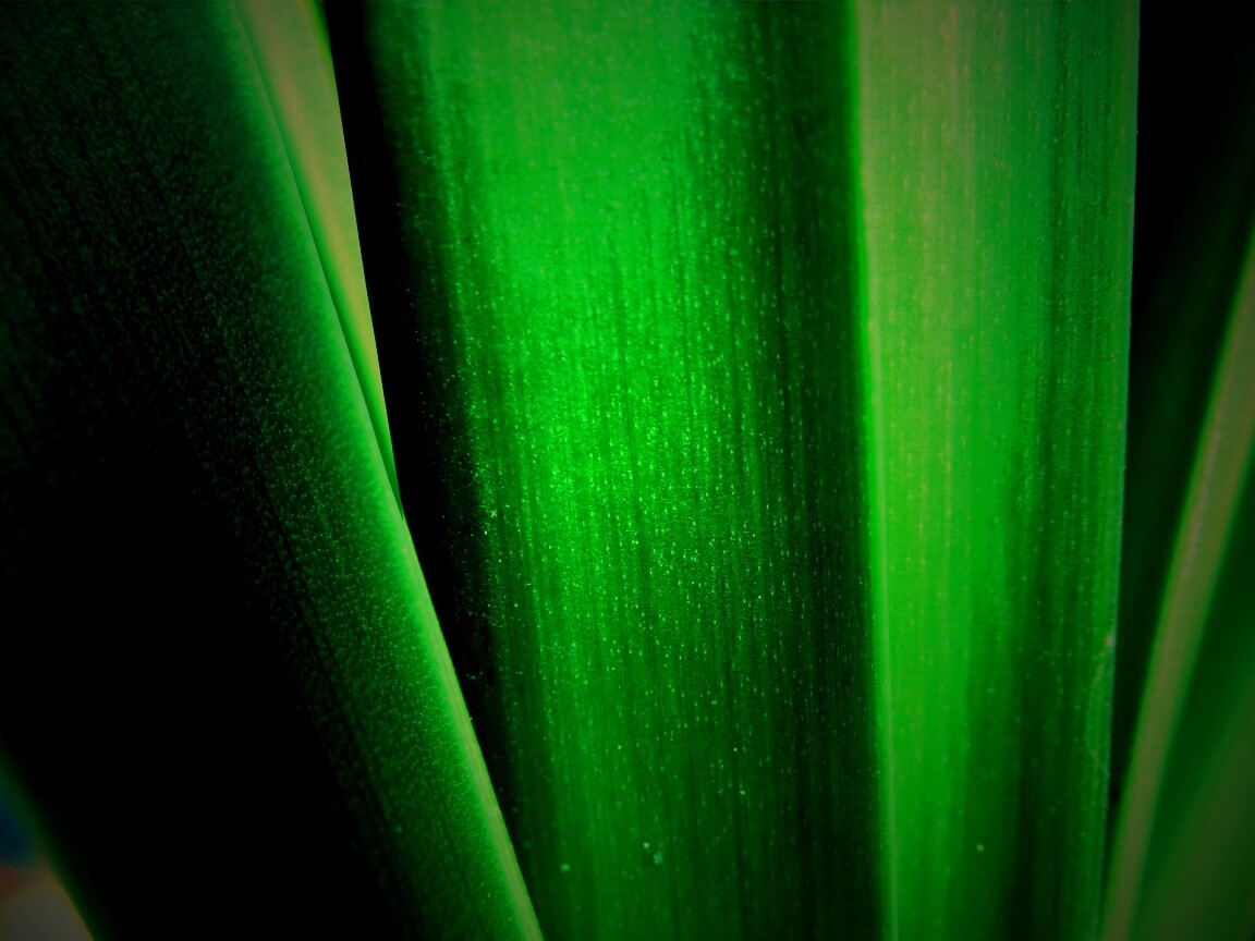 Сочная травинка обои