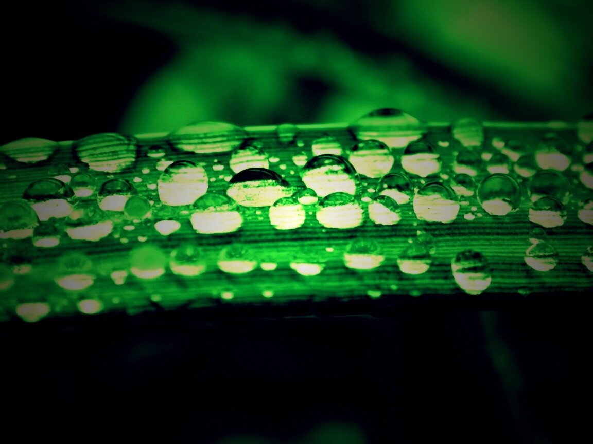 Капли на травинке обои