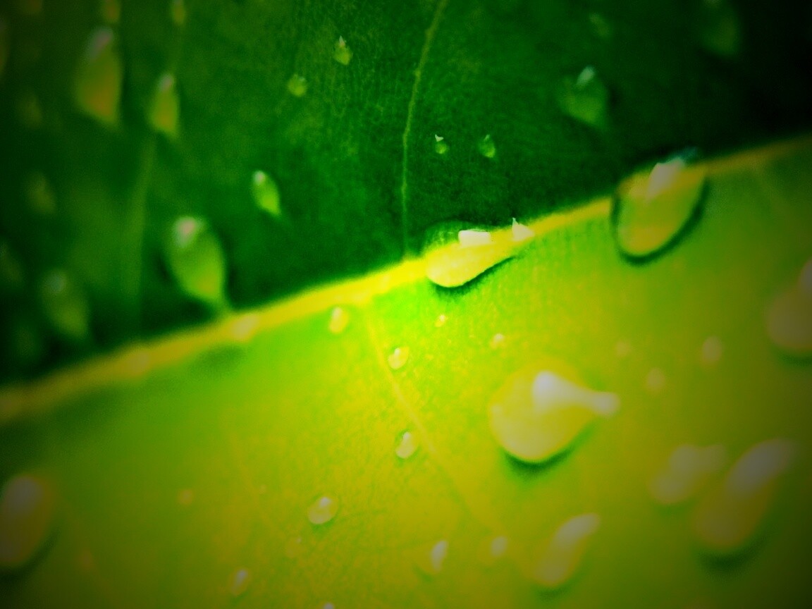 Капли на листе обои