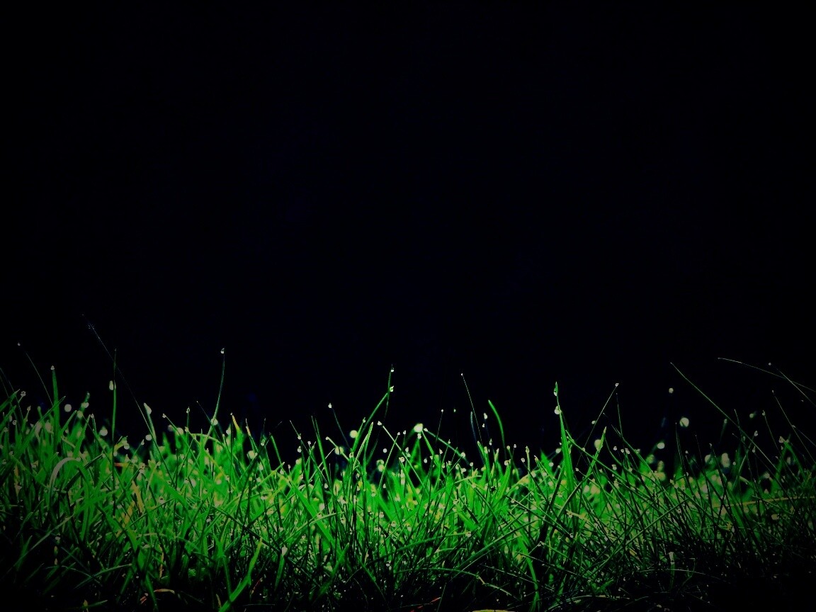 Трава после дождя обои