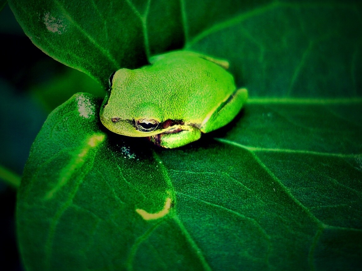 Лягушка на листике обои