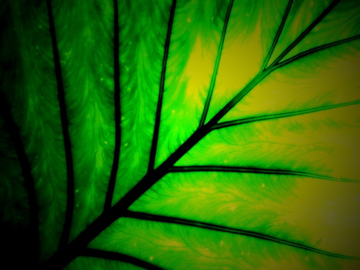 Макро фото листа обои