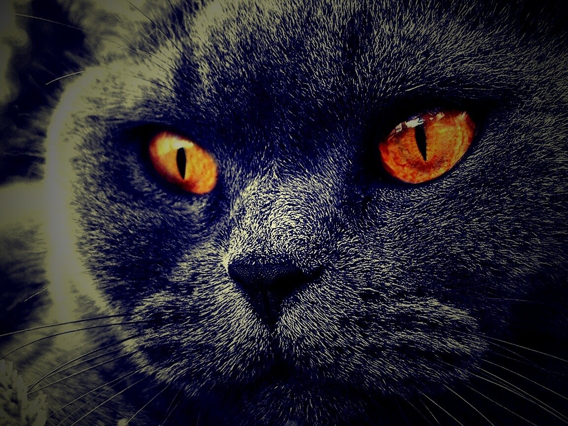 Кот с оранжевыми глазами обои