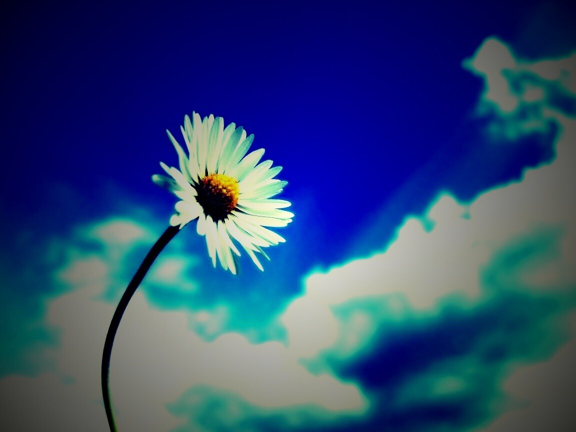 Ромашка на фоне неба обои