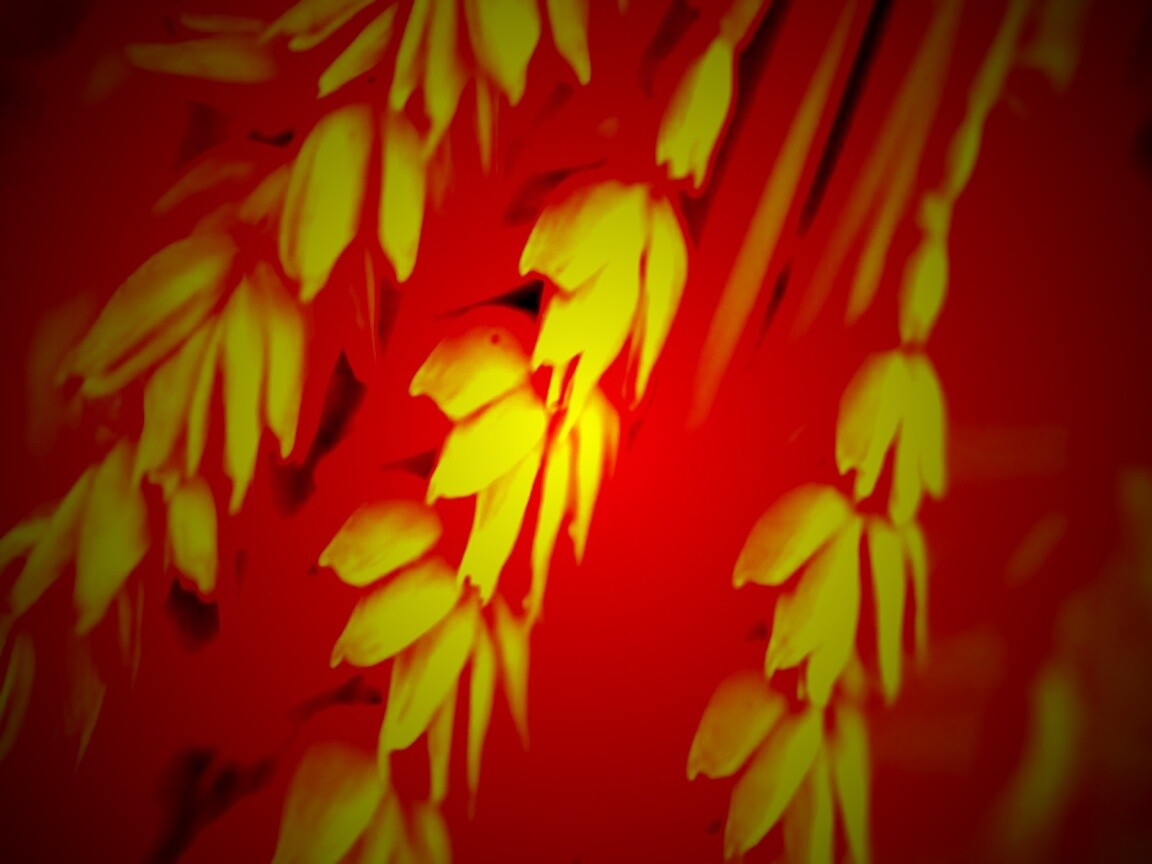 Оранжевое соцветие обои