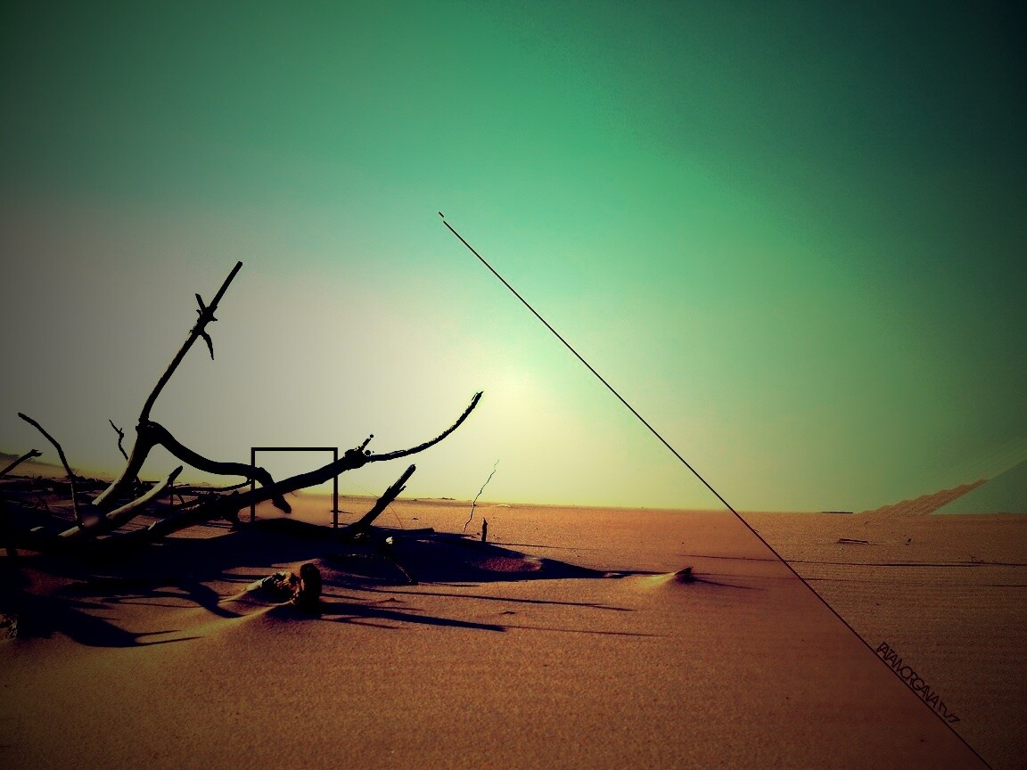 Сухостой в песках обои