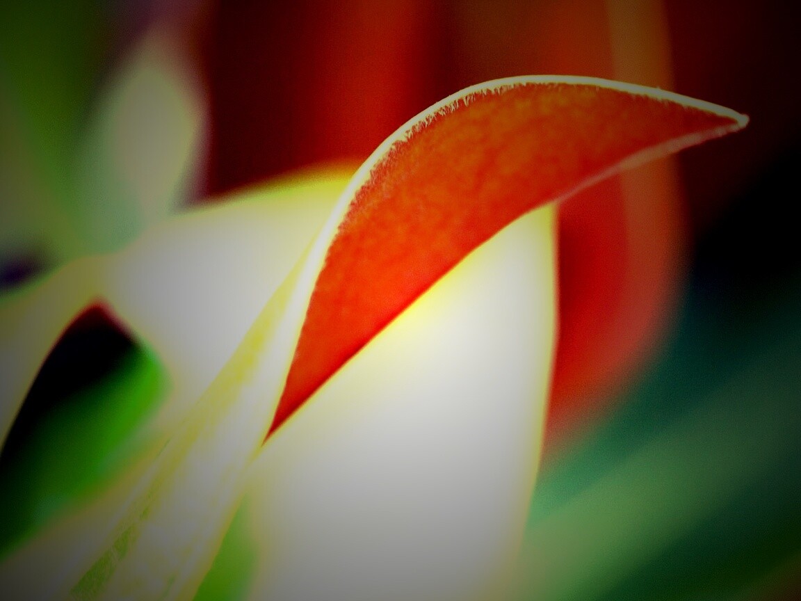 Обратаня сторона листа обои