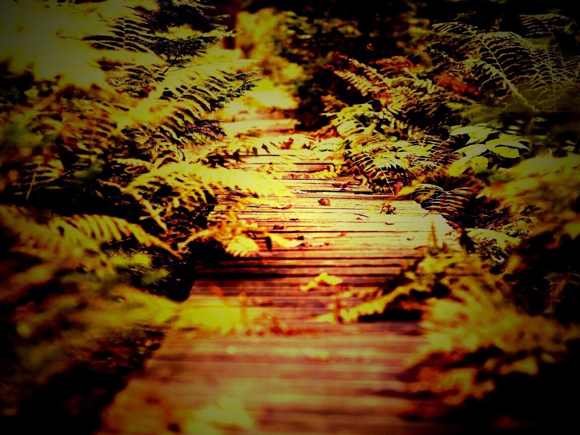 Деревянная дорожка обои