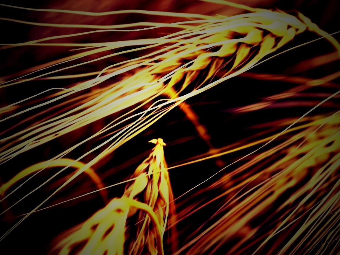 Лохматые колосья обои