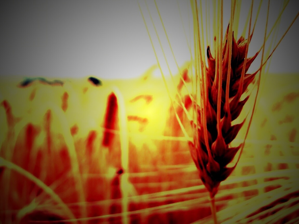 Короткий колос обои