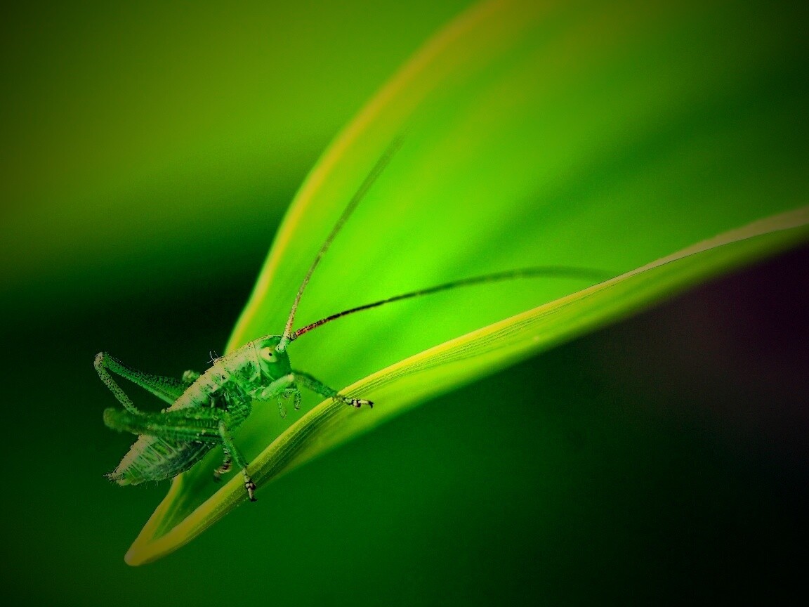 Кузнечик на листике обои