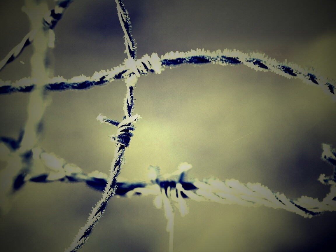 Замерзшая колючая проволока обои