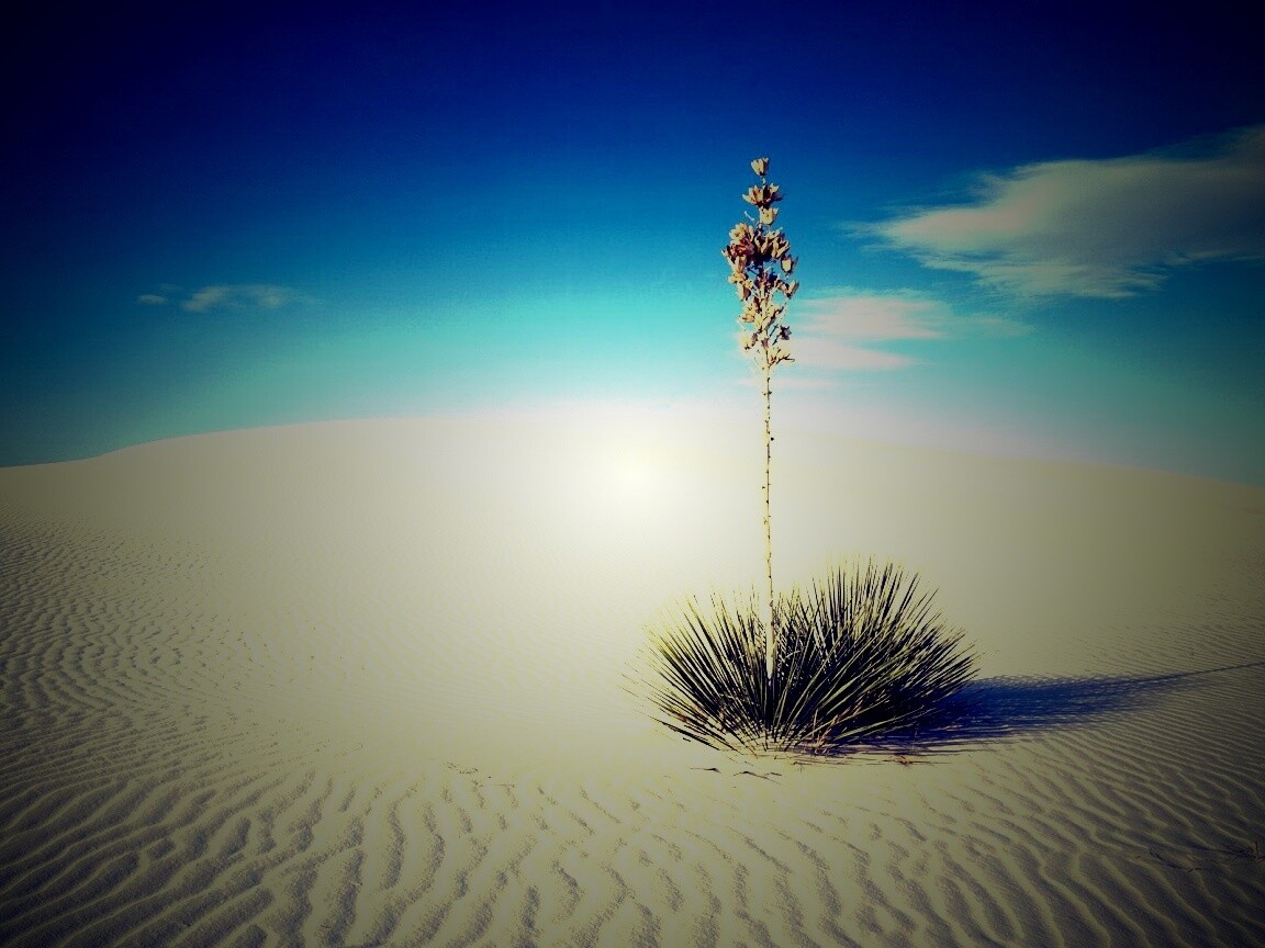 Растение среди пустыни обои