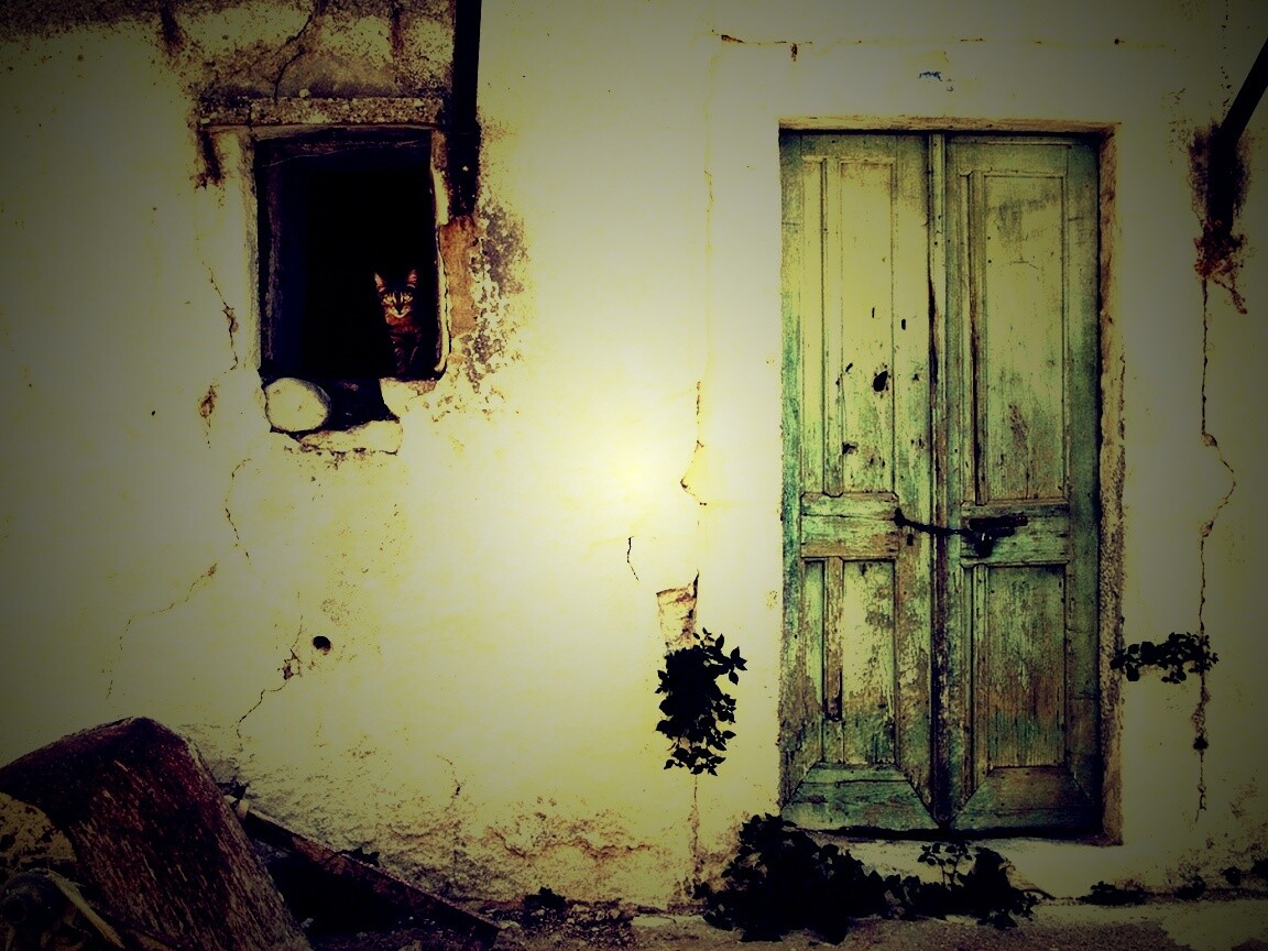 Кот выглядывает из разрушенного дома обои