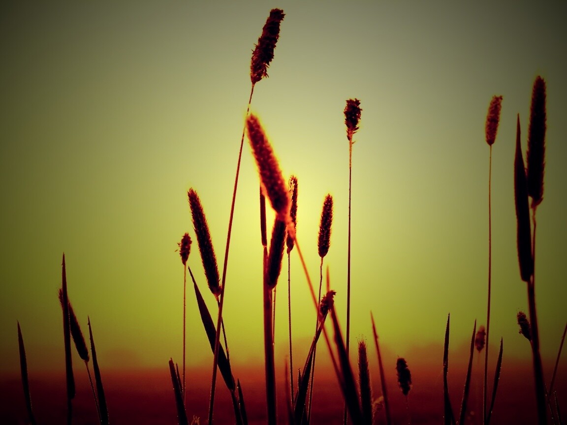 Травинки на фоне золотого неба обои