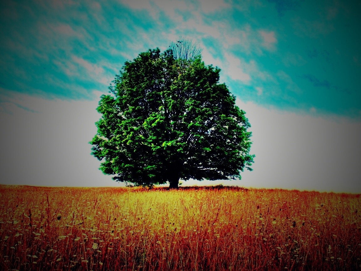 Зеленое дерево в желтом поле обои