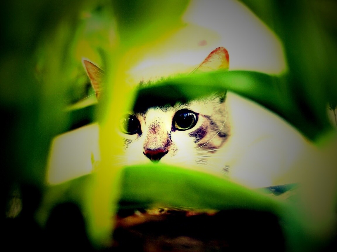 Кот в засаде обои