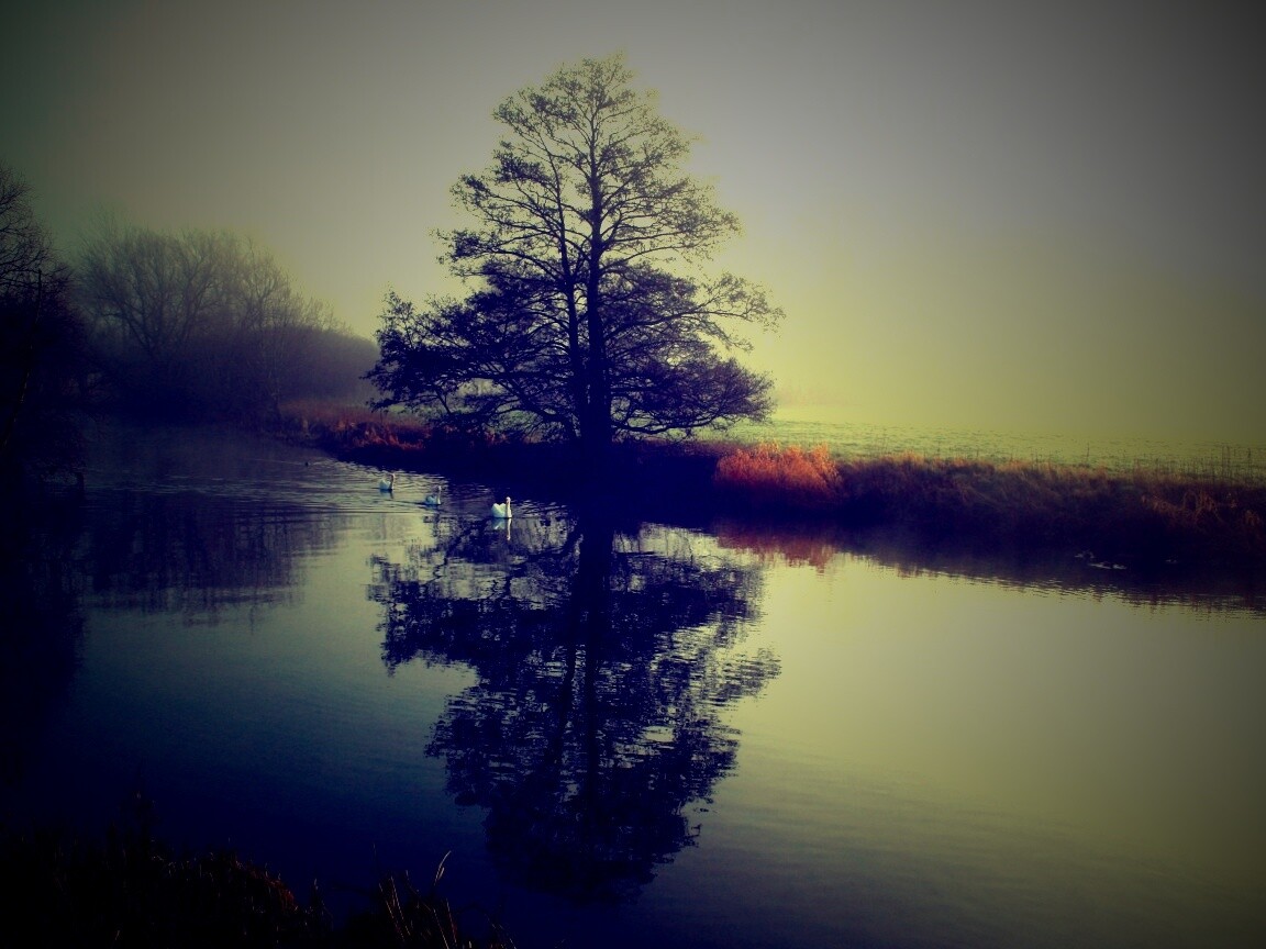Дерево в тумане обои
