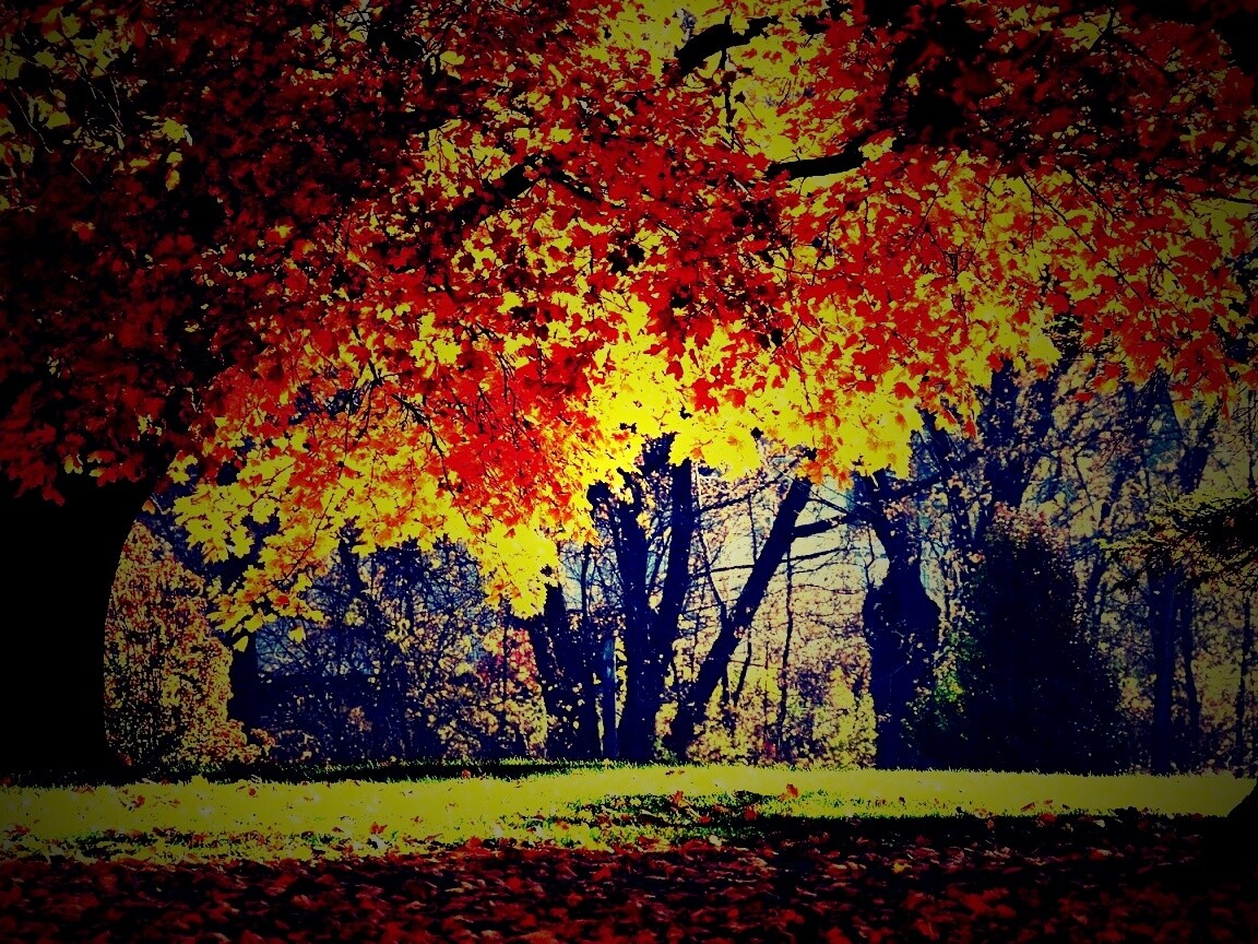 Размашистое осеннее дерево обои