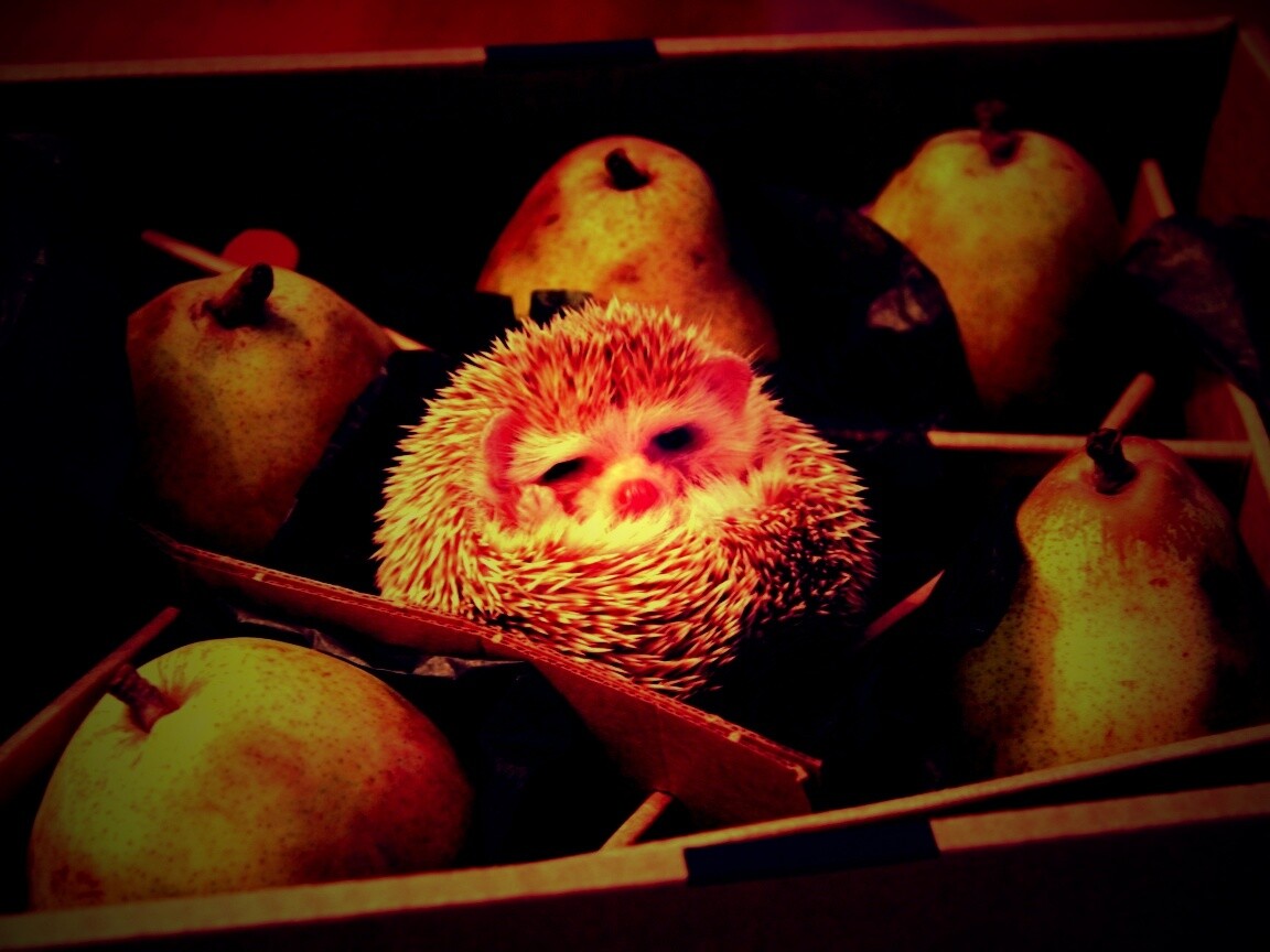 Ёжик в грушах обои