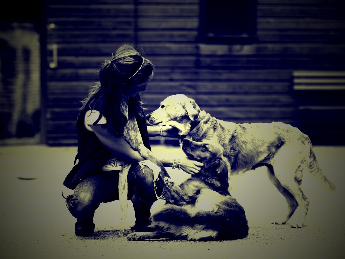 Девушка с собаками обои