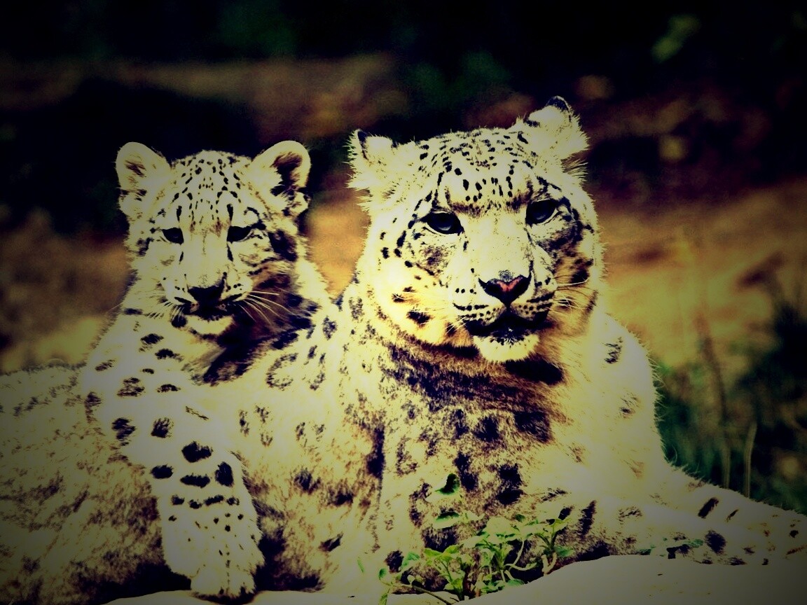 Самка снежного барса с котенком обои