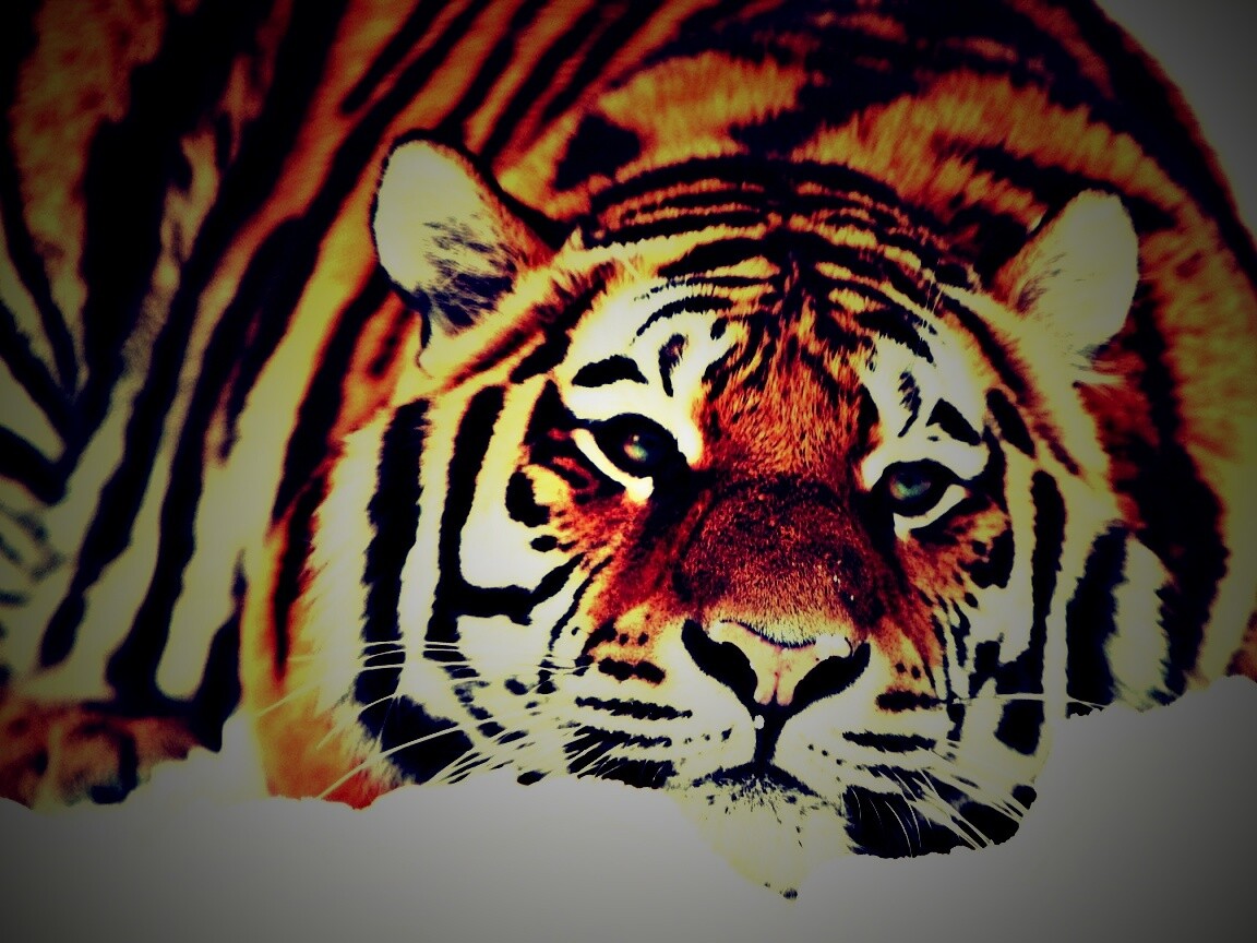 Тигр в снегу обои