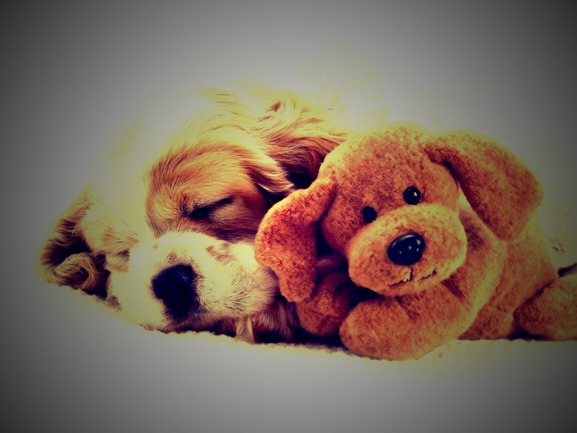 Собака спит с игрушкой обои