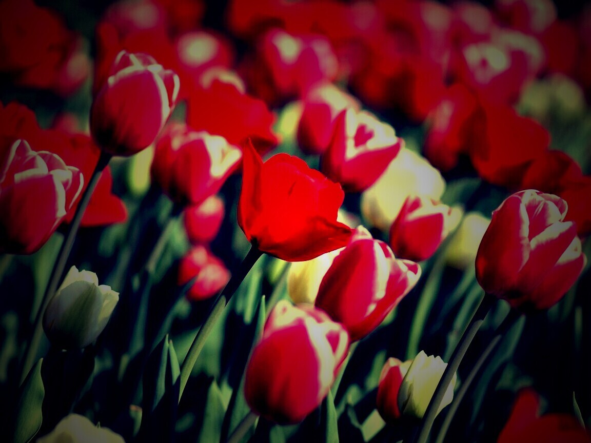 Тюльпаны обои