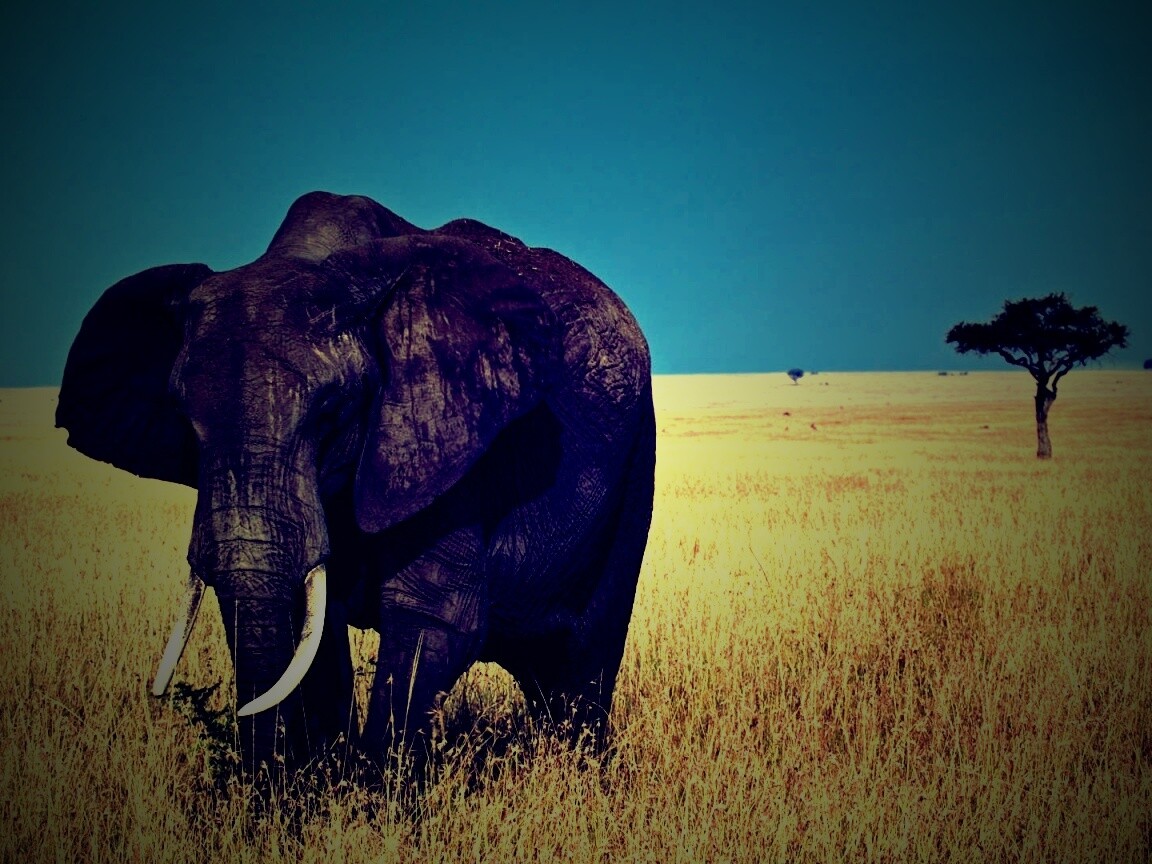 Африканский слон обои