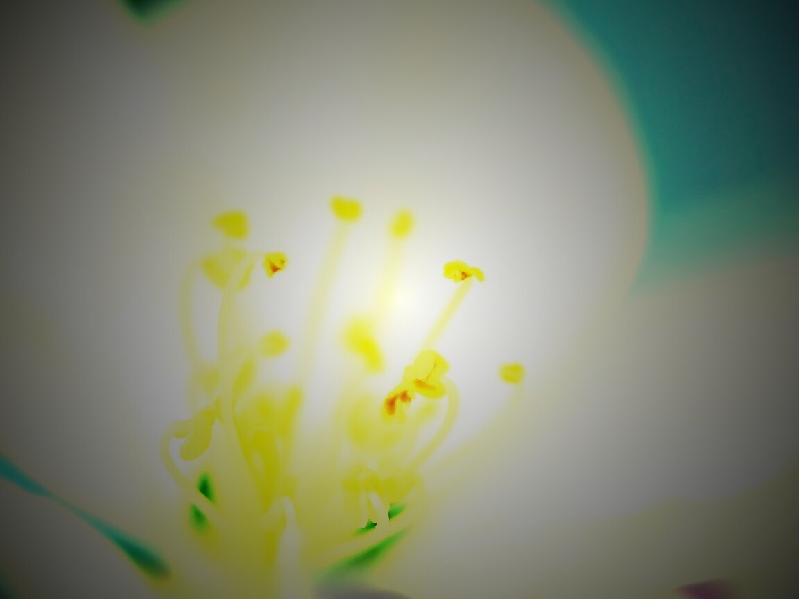 Желтые тычинки обои