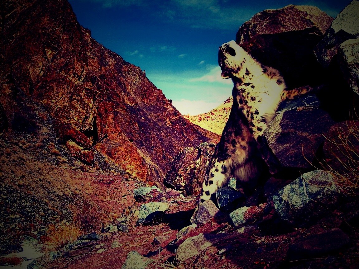 Барс чешется о камни обои