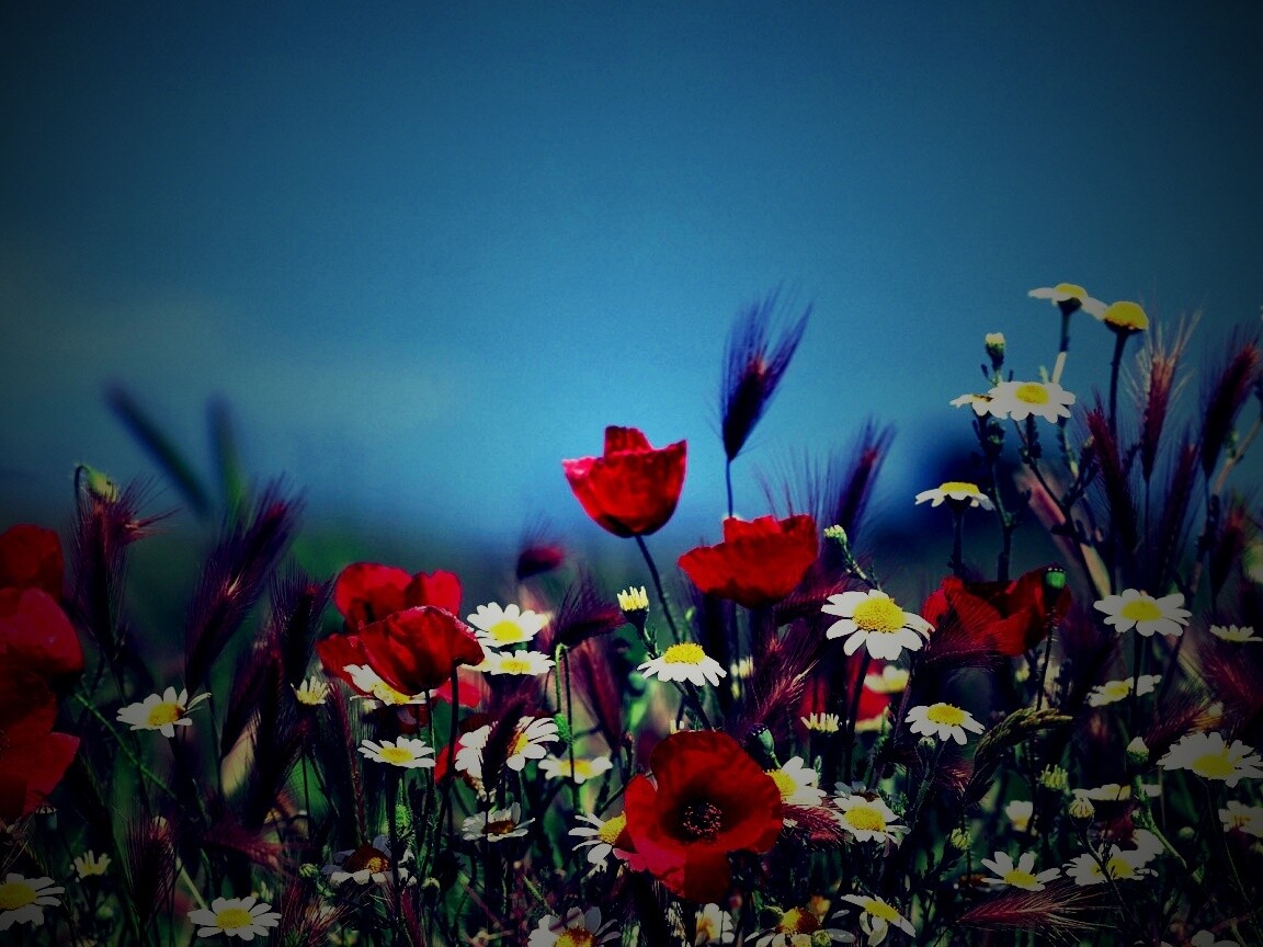 Цветы в поле обои