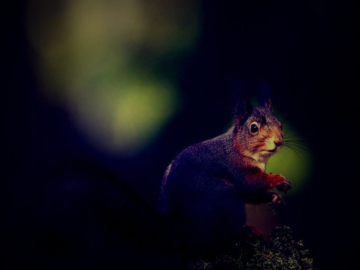 Белку застали врасплох обои