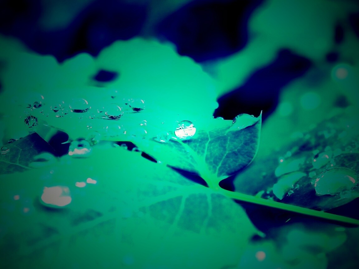 Синеватый лист обои