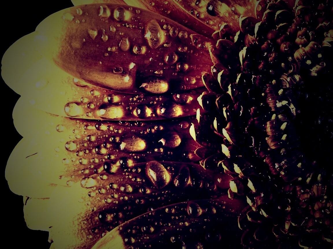 Капли на лепестках гербера обои