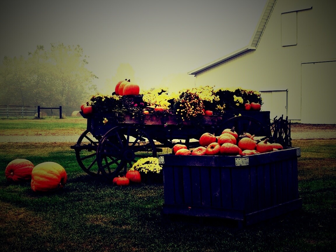 Урожай тыков обои